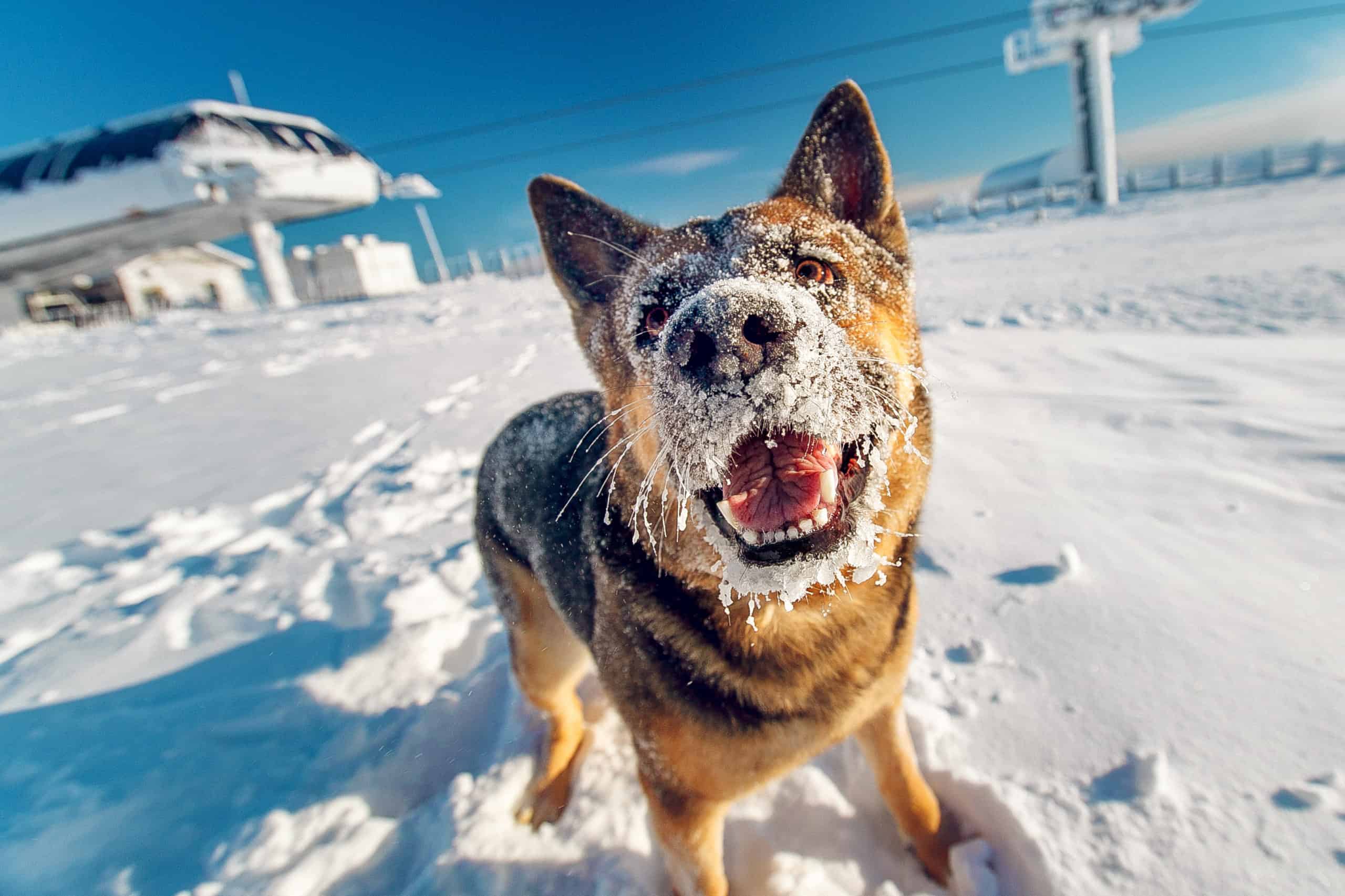 Les chiens à Tignes