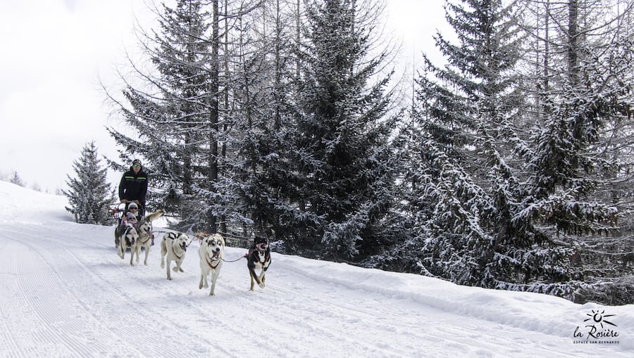 Le chien de traineau à Tignes